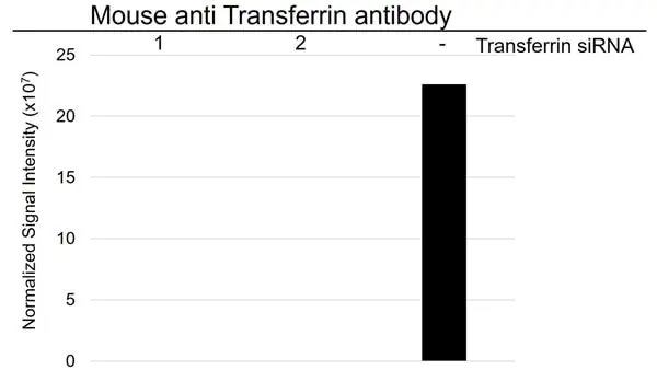 Anti Transferrin Antibody, clone 14C10 (PrecisionAb Monoclonal Antibody) gallery image 3
