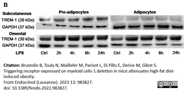 Anti Human Trem-1 Antibody, clone TREM-37 gallery image 2
