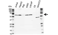 Anti Human TRF1 Antibody, clone BED5 (Monoclonal Antibody Antibody) gallery image 1