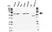 Anti Human TRF1 Antibody, clone BED5 (Monoclonal Antibody Antibody) thumbnail image 1