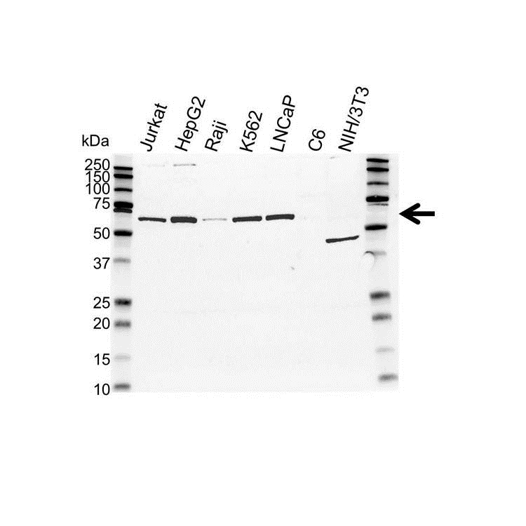 Anti Human TRF1 Antibody, clone BED5 (Monoclonal Antibody Antibody) gallery image 1