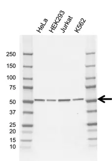 Anti TRIM21 Antibody, clone AB01/1G5 (PrecisionAb Monoclonal Antibody) gallery image 1