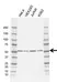 Anti TRIM21 Antibody, clone AB01/1G5 (PrecisionAb Monoclonal Antibody) thumbnail image 1