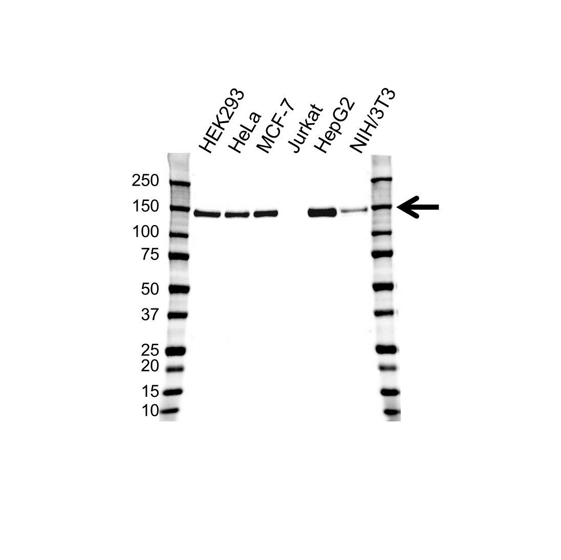 Anti TRIM24 Antibody, clone OTI2D9 (PrecisionAb Monoclonal Antibody) gallery image 1