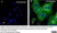 Anti Human Troponin T (Cardiac) Antibody, clone 7G7 thumbnail image 1