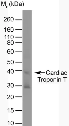 Anti Troponin T Cardiac Isoform 1 Antibody, clone TT44 (BGN/1288/44) gallery image 1