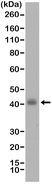 Anti TTF1 Antibody, clone RM373 thumbnail image 1