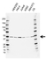 Anti TUBG1 Antibody, clone CD01/3H7 (PrecisionAb Monoclonal Antibody) thumbnail image 1