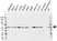 Anti Tubulin Alpha 1A Chain Antibody, clone OTI2C8 (PrecisionAb Monoclonal Antibody) thumbnail image 1
