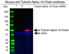 Anti Tubulin Alpha 1A Chain Antibody, clone OTI2C8 (PrecisionAb Monoclonal Antibody) gallery image 2