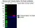 Anti Tubulin Alpha 1A Chain Antibody, clone OTI2C8 (PrecisionAb Monoclonal Antibody) thumbnail image 2