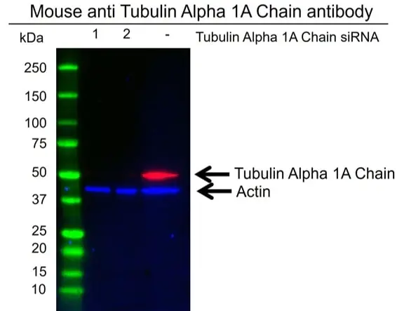 Anti Tubulin Alpha 1A Chain Antibody, clone OTI2C8 (PrecisionAb Monoclonal Antibody) gallery image 2