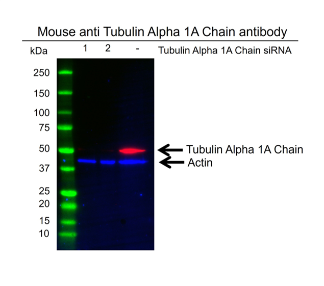 Anti Tubulin Alpha 1A Chain Antibody, clone OTI2C8 (PrecisionAb Monoclonal Antibody) gallery image 2