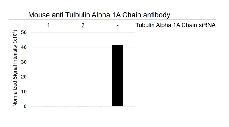 Anti Tubulin Alpha 1A Chain Antibody, clone OTI2C8 (PrecisionAb Monoclonal Antibody) gallery image 3