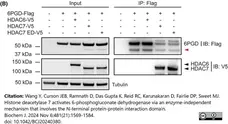 ANTI-TUBULIN hFAB™ Rhodamine Antibody Antibody, clone AbD22584 gallery image 11