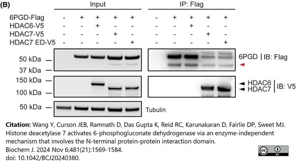 ANTI-TUBULIN hFAB™ Rhodamine Antibody Antibody, clone AbD22584 gallery image 11