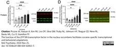 ANTI-TUBULIN hFAB™ Rhodamine Antibody Antibody, clone AbD22584 gallery image 12