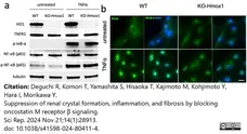 ANTI-TUBULIN hFAB™ Rhodamine Antibody Antibody, clone AbD22584 gallery image 13