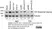 ANTI-TUBULIN hFAB™ Rhodamine Antibody Antibody, clone AbD22584 thumbnail image 17