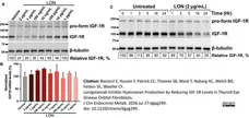 ANTI-TUBULIN hFAB™ Rhodamine Antibody Antibody, clone AbD22584 gallery image 18