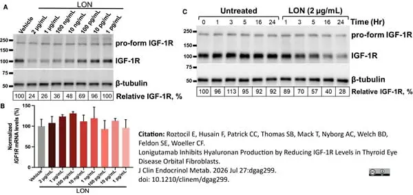 ANTI-TUBULIN hFAB™ Rhodamine Antibody Antibody, clone AbD22584 gallery image 18