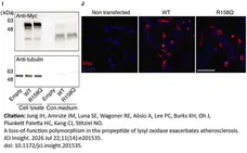 ANTI-TUBULIN hFAB™ Rhodamine Antibody Antibody, clone AbD22584 gallery image 19