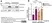 ANTI-TUBULIN hFAB™ Rhodamine Antibody Antibody, clone AbD22584 thumbnail image 3