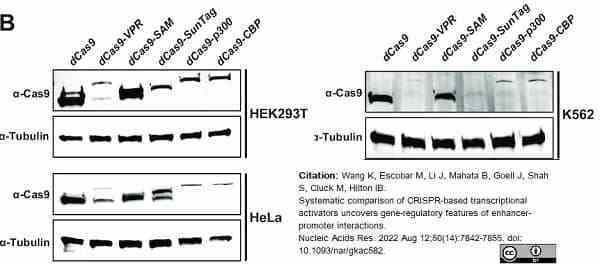 ANTI-TUBULIN hFAB™ Rhodamine Antibody Antibody, clone AbD22584 gallery image 4