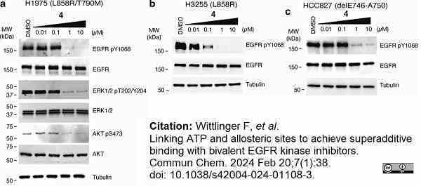 ANTI-TUBULIN hFAB™ Rhodamine Antibody Antibody, clone AbD22584 gallery image 7