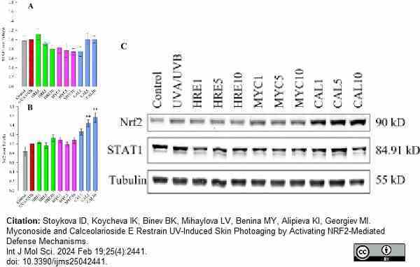 ANTI-TUBULIN hFAB™ Rhodamine Antibody Antibody, clone AbD22584 gallery image 8