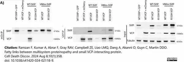 ANTI-TUBULIN hFAB™ Rhodamine Antibody Antibody, clone AbD22584 gallery image 9