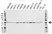 Anti Tubulin Beta 2A Chain Antibody, clone 6A10B2 (PrecisionAb Monoclonal Antibody) thumbnail image 1