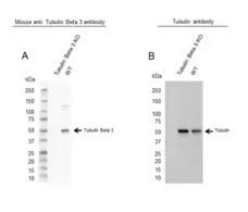Anti Tubulin Beta 3 Antibody, clone OTI5H2 (PrecisionAb Monoclonal Antibody) gallery image 1