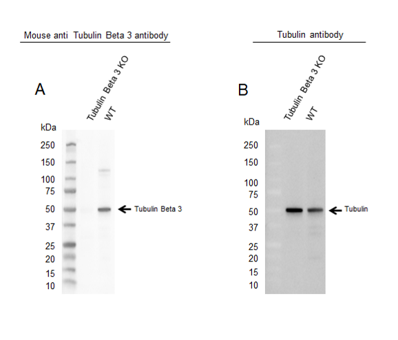 Anti Tubulin Beta 3 Antibody, clone OTI5H2 (PrecisionAb Monoclonal Antibody) gallery image 2