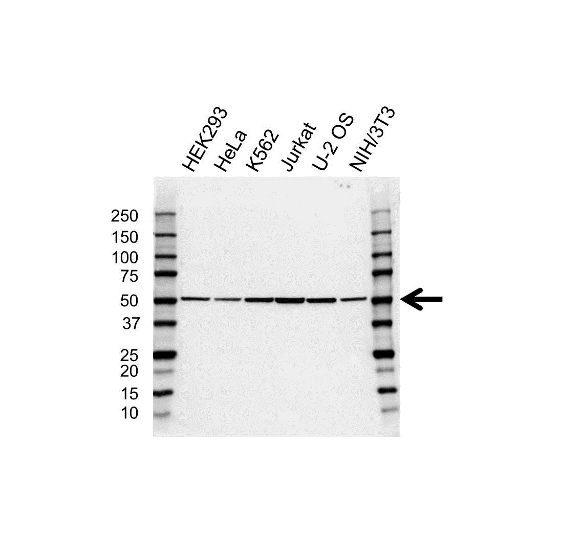 Anti Tubulin Beta 4A Antibody, clone OTI8E3 (PrecisionAb Monoclonal Antibody) gallery image 1