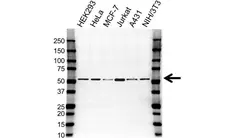 Anti Tubulin Beta Chain Antibody, clone 87CT59.3.7 (PrecisionAb Monoclonal Antibody) gallery image 1