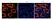 Anti Tumor Associated Glycoprotein 72 (Satumomab Biosimilar) Antibody, clone B72.3 thumbnail image 1