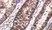 Anti Tumor Associated Glycoprotein 72 (Satumomab Biosimilar) Antibody, clone B72.3 thumbnail image 2
