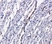 Anti Tumor Associated Glycoprotein 72 (Satumomab Biosimilar) Antibody, clone B72.3 thumbnail image 3