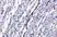 Anti Tumor Associated Glycoprotein 72 (Satumomab Biosimilar) Antibody, clone B72.3 thumbnail image 3