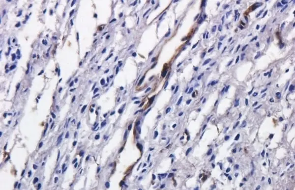 Anti Tumor Associated Glycoprotein 72 (Satumomab Biosimilar) Antibody, clone B72.3 gallery image 3
