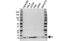 Anti UBA52 Antibody, clone OTI4F2 (PrecisionAb Monoclonal Antibody) gallery image 1