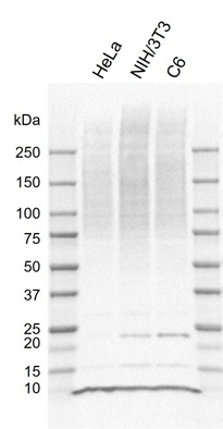 Anti Ubc Antibody, clone AB04/3D2 (PrecisionAb Monoclonal Antibody) gallery image 1