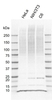 Anti Ubc Antibody, clone AB04/3D2 (PrecisionAb Monoclonal Antibody) thumbnail image 1