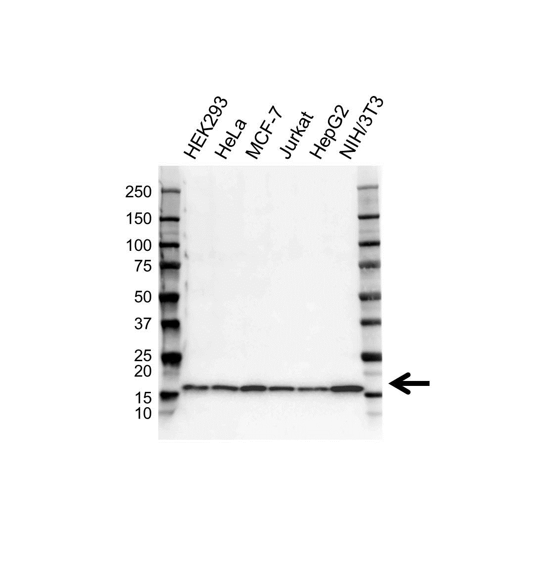 Anti UBE2D2 Antibody (PrecisionAb Monoclonal Antibody) gallery image 1