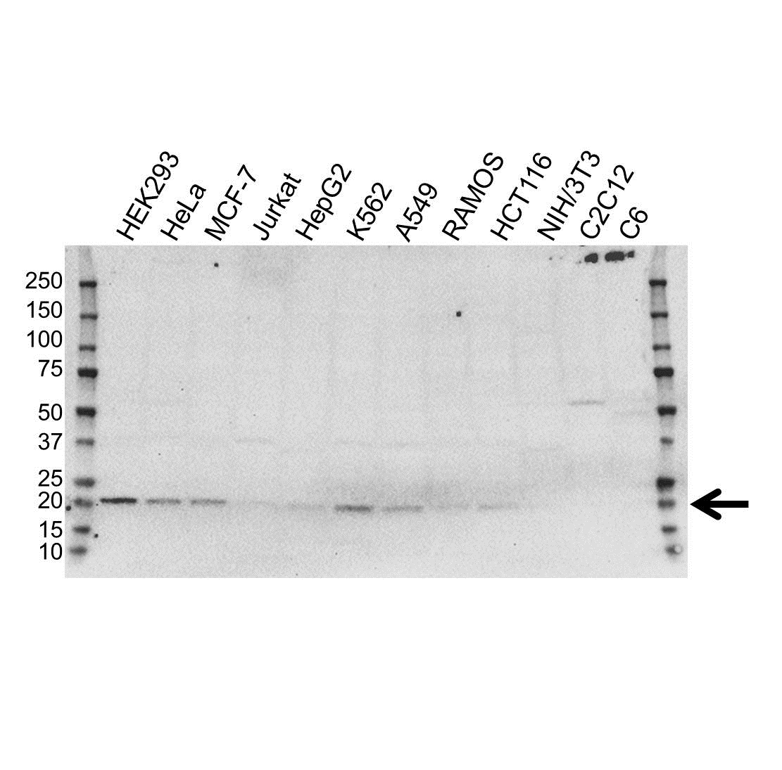 Anti UBE2M Antibody, clone OTI2D9 (PrecisionAb Monoclonal Antibody) gallery image 1