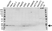 Anti UBE2M Antibody, clone OTI2D9 (PrecisionAb Monoclonal Antibody) thumbnail image 2