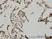 Anti Human UBE3A Antibody, clone 2F6 thumbnail image 1