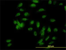 Anti Human UBE3A Antibody, clone 2F6 gallery image 2