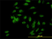 Anti Human UBE3A Antibody, clone 2F6 thumbnail image 2